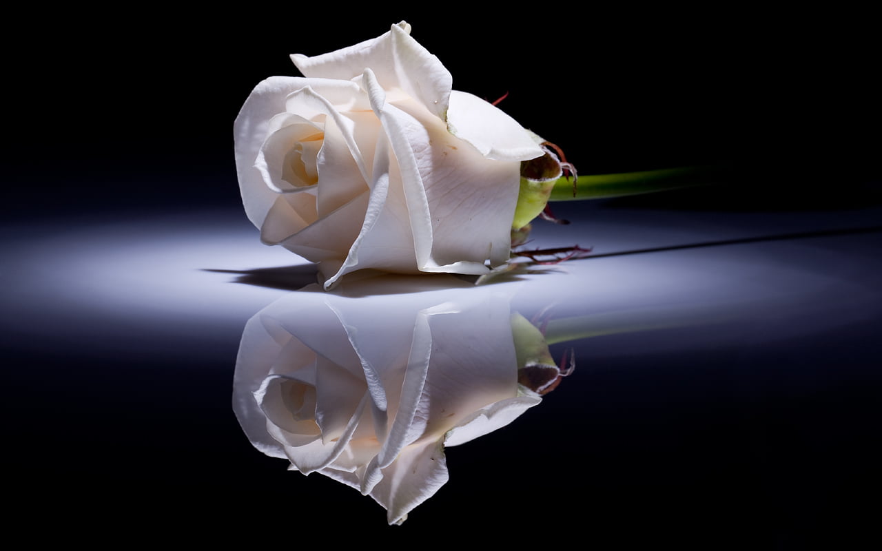 Hình ảnh bó hoa hồng trắng ấn tượng
