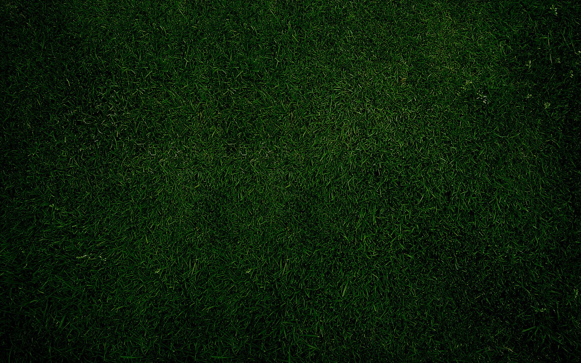 Hình nền Rêu Nền Nhỏ Màu Xanh Lá Cây, Thiên Nhiên, Cây, Màu Xanh Lá  Background Vector để tải xuống miễn phí - Pngtree