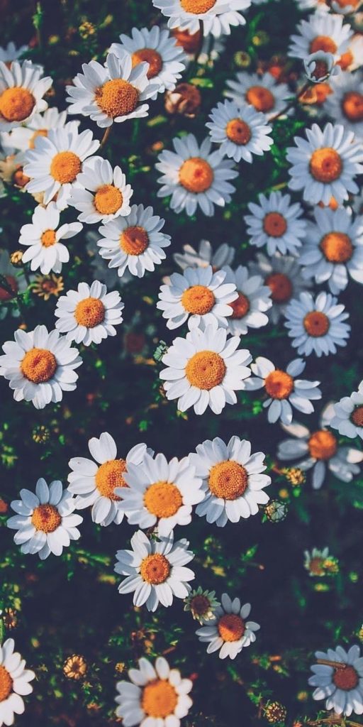 Hãy nhanh tay chọn lựa những bức hình nền hoa cúc tuyệt đẹp này để thay đổi diện mạo cho màn hình của bạn. Những đóa hoa cúc ấy sẽ mang lại cho bạn cảm giác thư giãn và tươi mới mỗi khi bắt đầu làm việc.