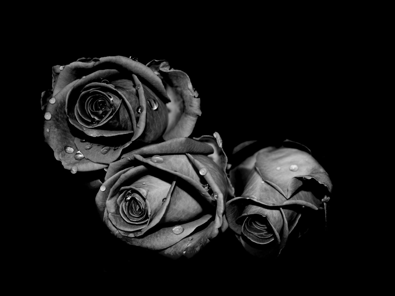 Background hoa hồng đen