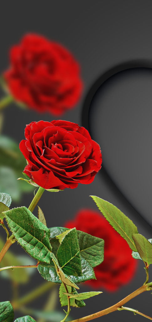 Tải ngay 99 hình ảnh hoa hồng đỏ đẹp tự nhiên miễn phí lãng mạn