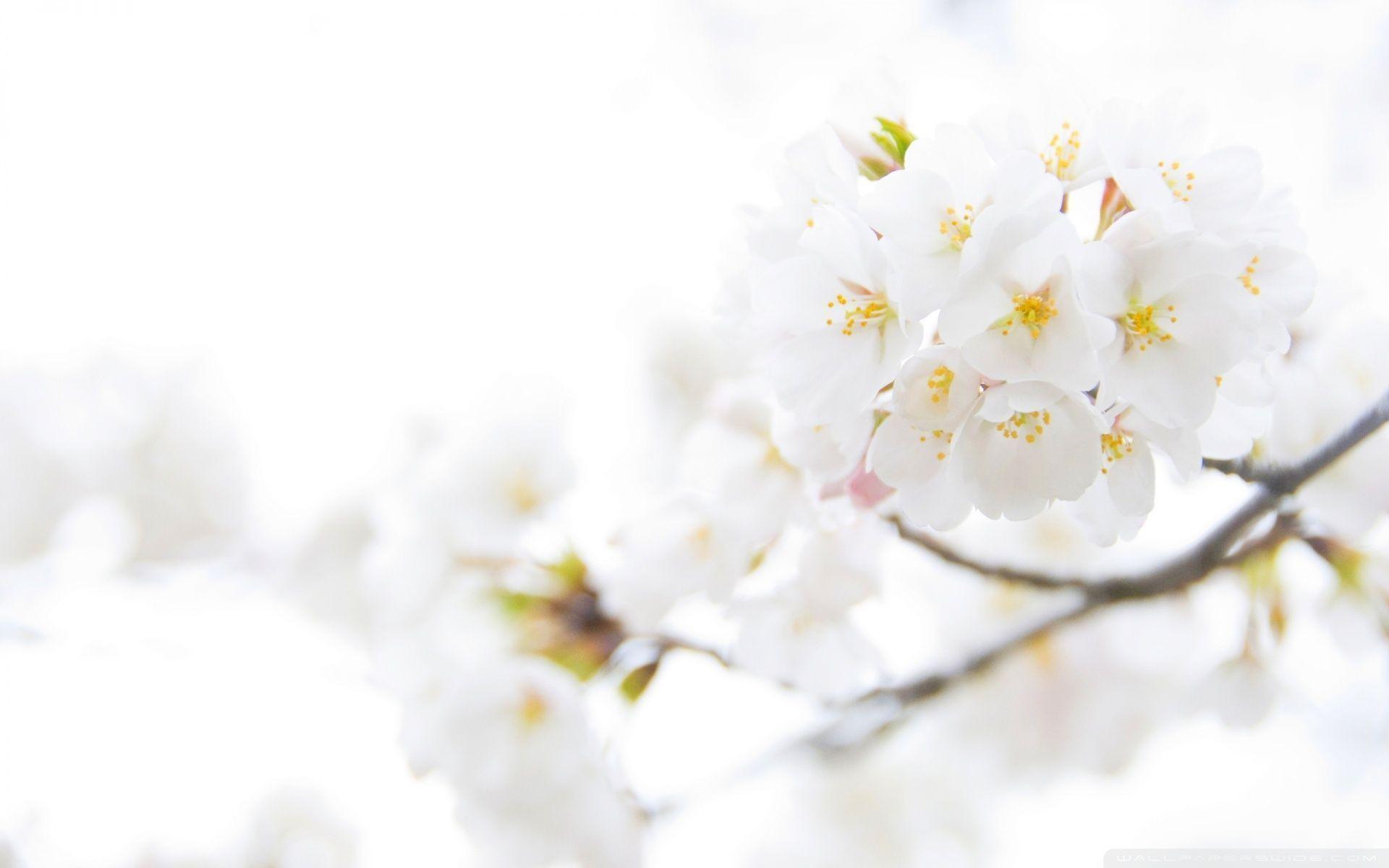 Chi tiết nhiều hơn 103 hình nền hoa trắng hay nhất  Tin Học Vui