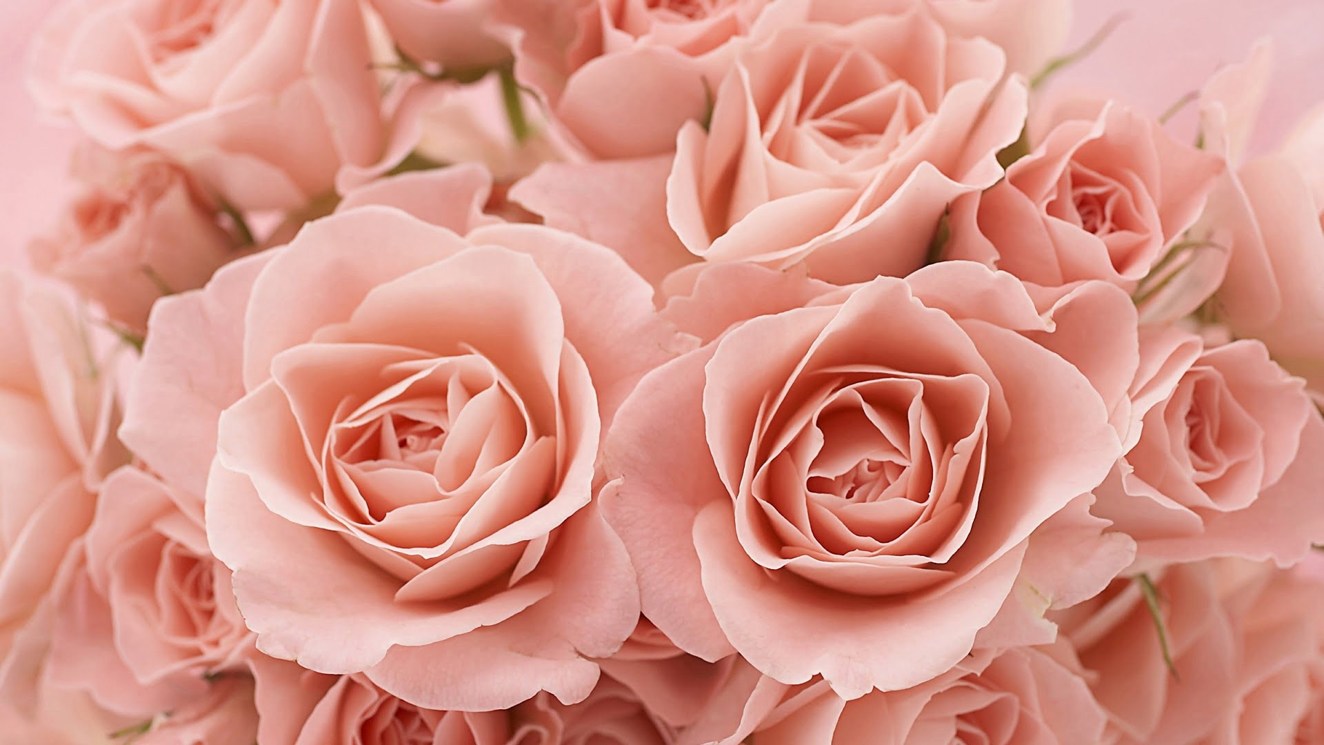 Hình nền hoa hồng là lựa chọn phổ biến nhất cho những tín đồ yêu thích màu hồng. Tuy nhiên, để tìm kiếm một bức ảnh hình nền hoa hồng độc đáo, tuyệt đẹp và thú vị không phải là điều dễ dàng. Tại đây, chúng tôi cung cấp cho bạn những bức ảnh hoa hồng đẹp nhất, phù hợp với mọi phong cách và sở thích của bạn.