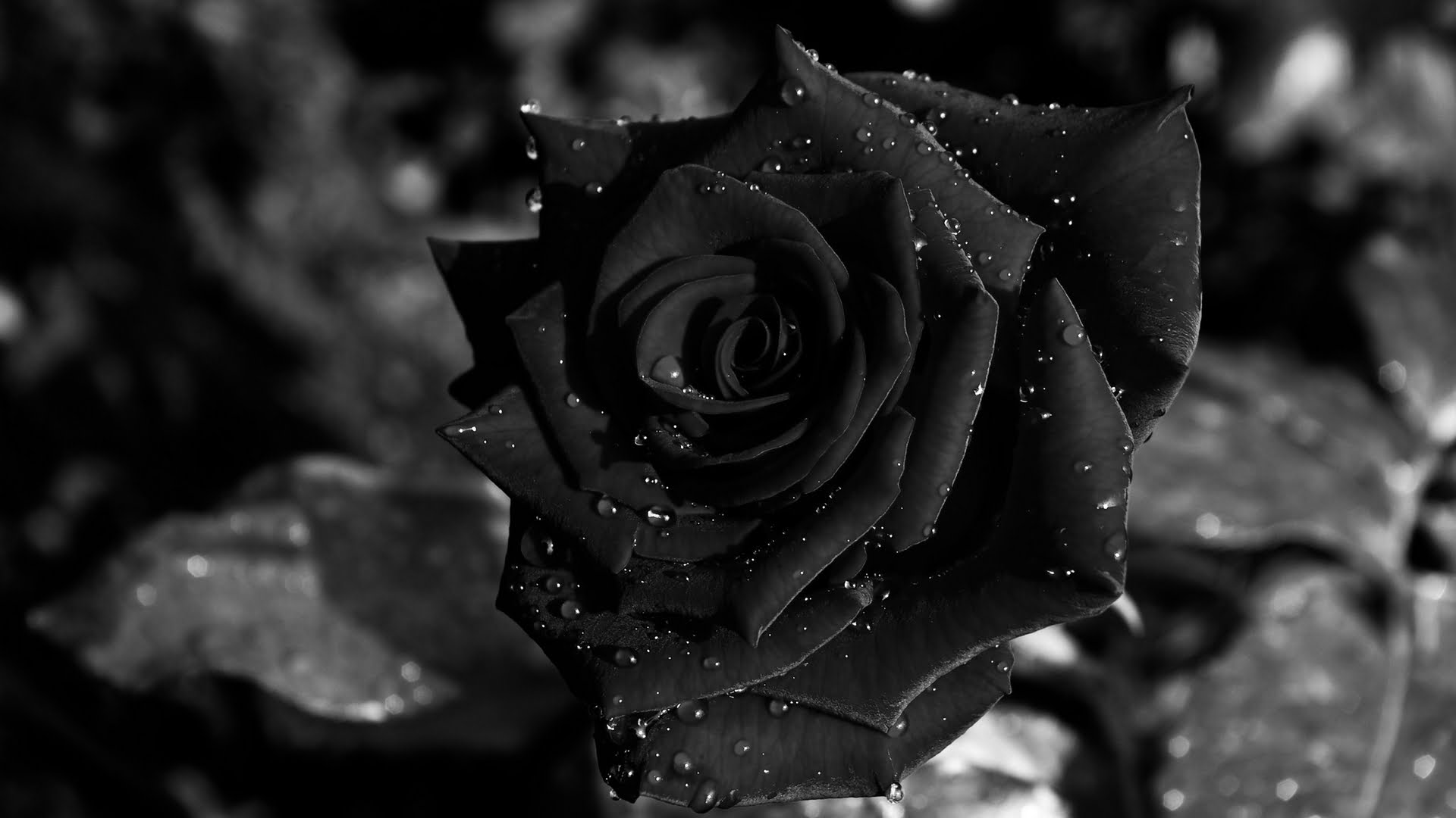 Background hoa hồng đen