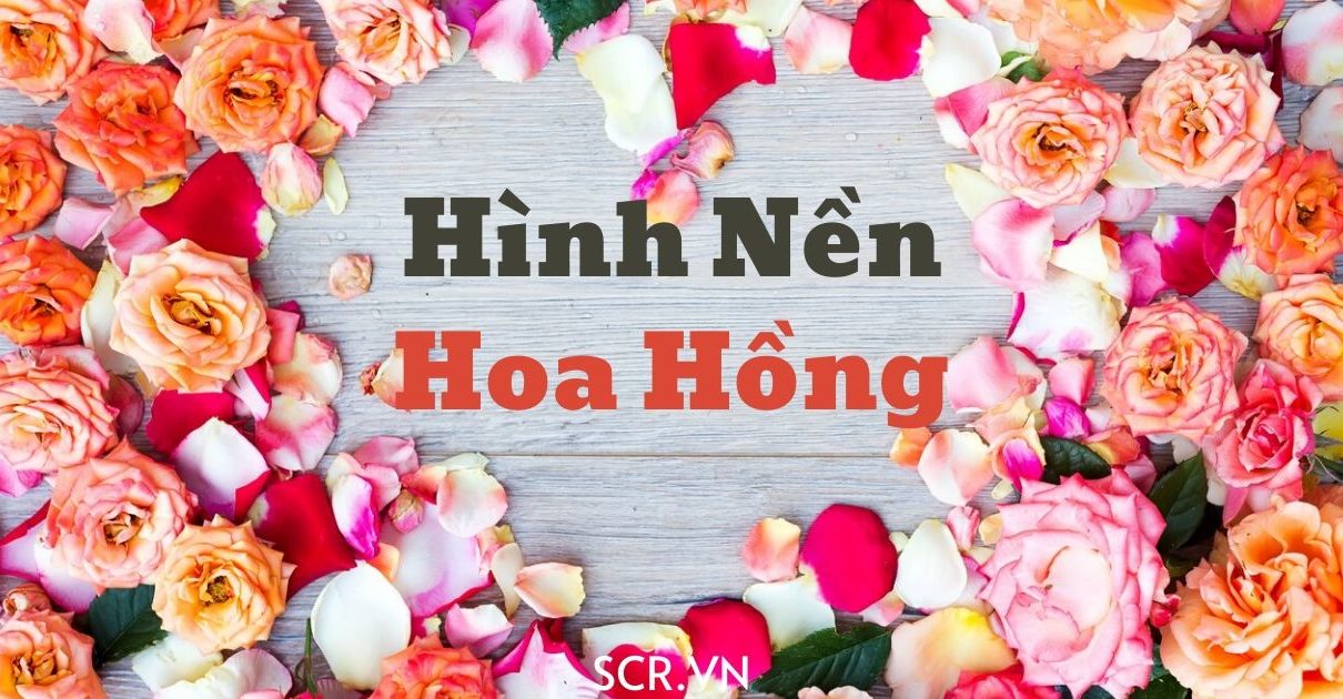 24+ Hình nền powerpoint đặc sắc cho máy tính của bạn | Hoa sen, Hoa tím, Hoa