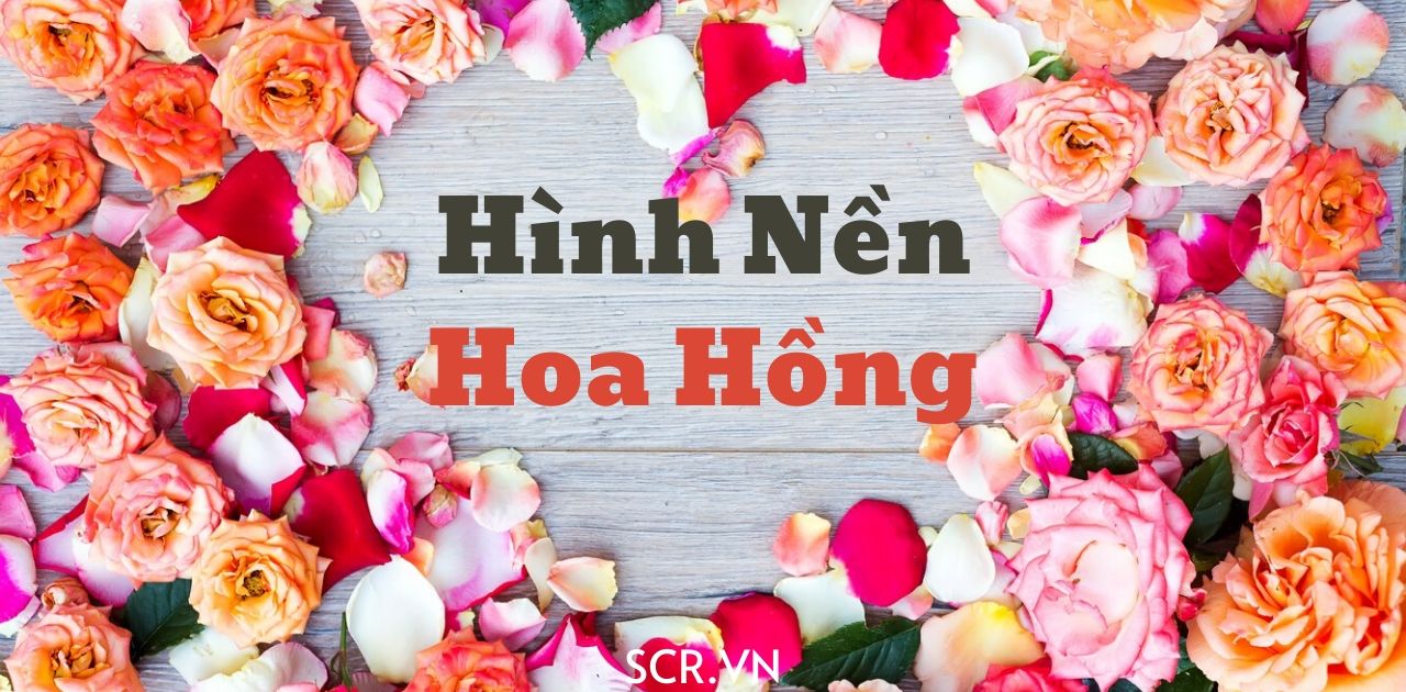 Cập nhật hơn 86 hình nền hoa hồng đẹp nhất mới nhất - thtantai2.edu.vn