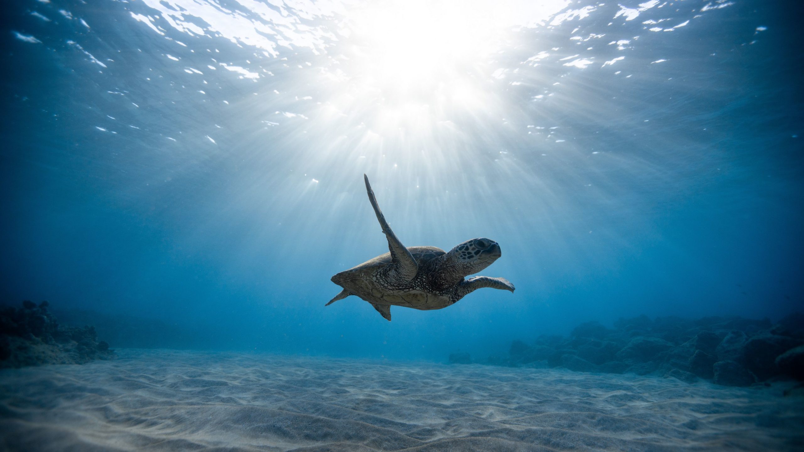 Hình ảnh 4k về chú rùa bơi dưới đại dương