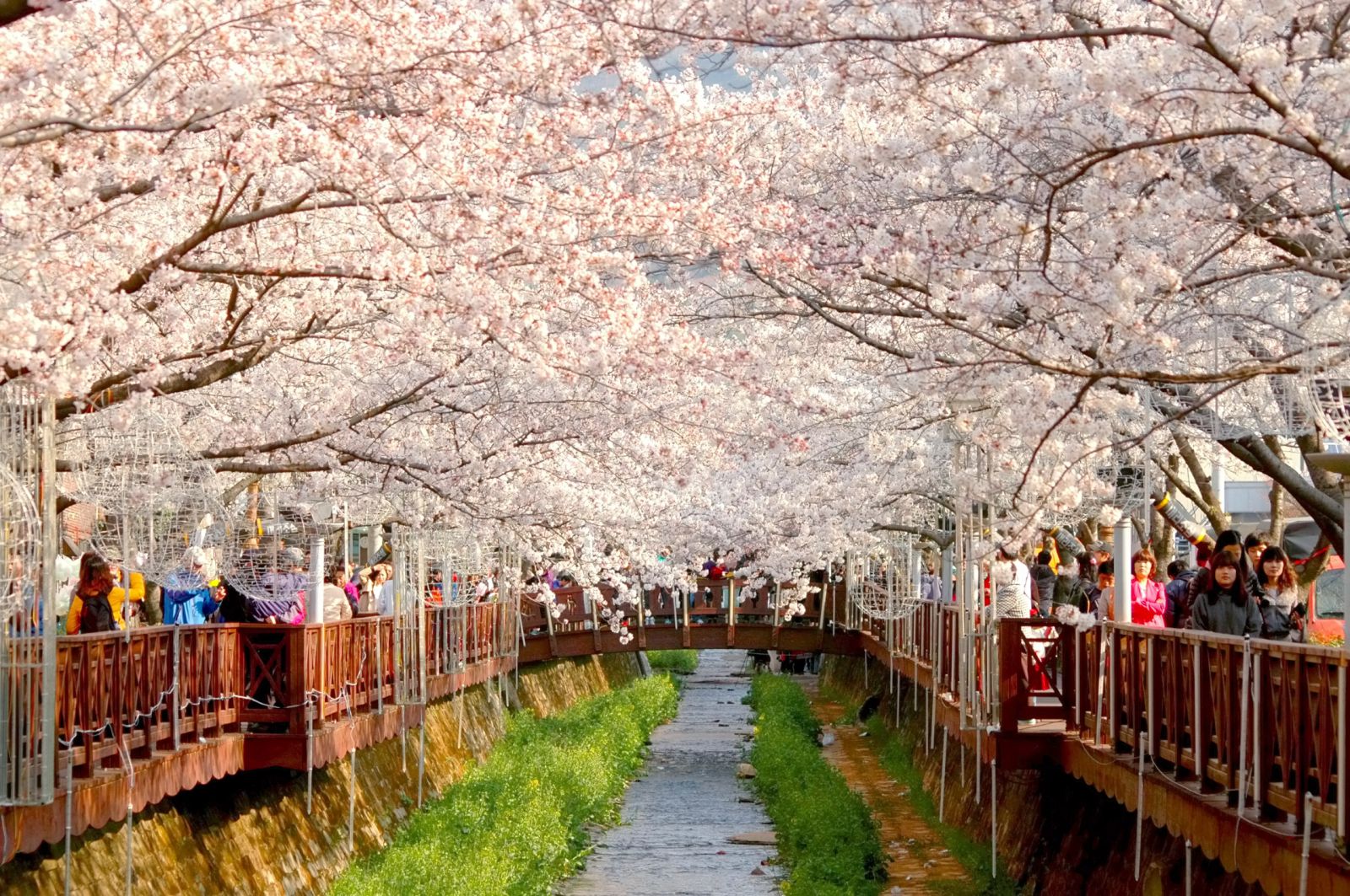 Hình ảnh hoa anh đào tuyệt đẹp ở Hàn quốc
