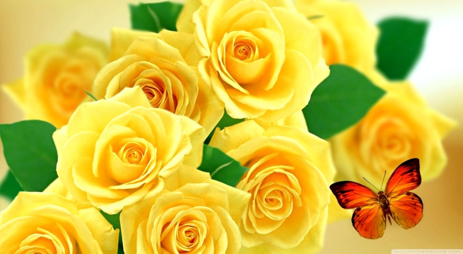 Hình ảnh những bông hoa hồng màu vàng