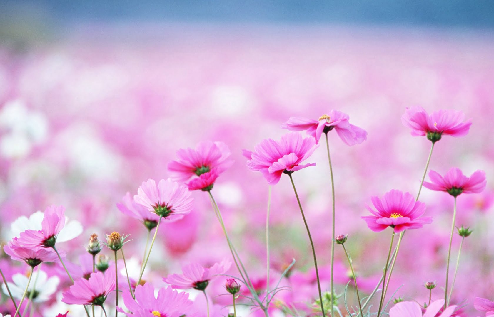 100 Hình ảnh hoa đẹp tự nhiên ngất ngây đắm say Cẩm Nang Tiếng Anh