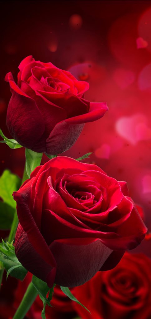 Hình nền Smartphone hoa hồng