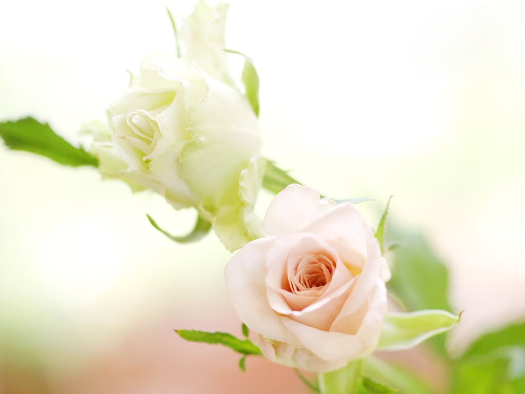 Hình ảnh bó hoa hồng trắng ấn tượng