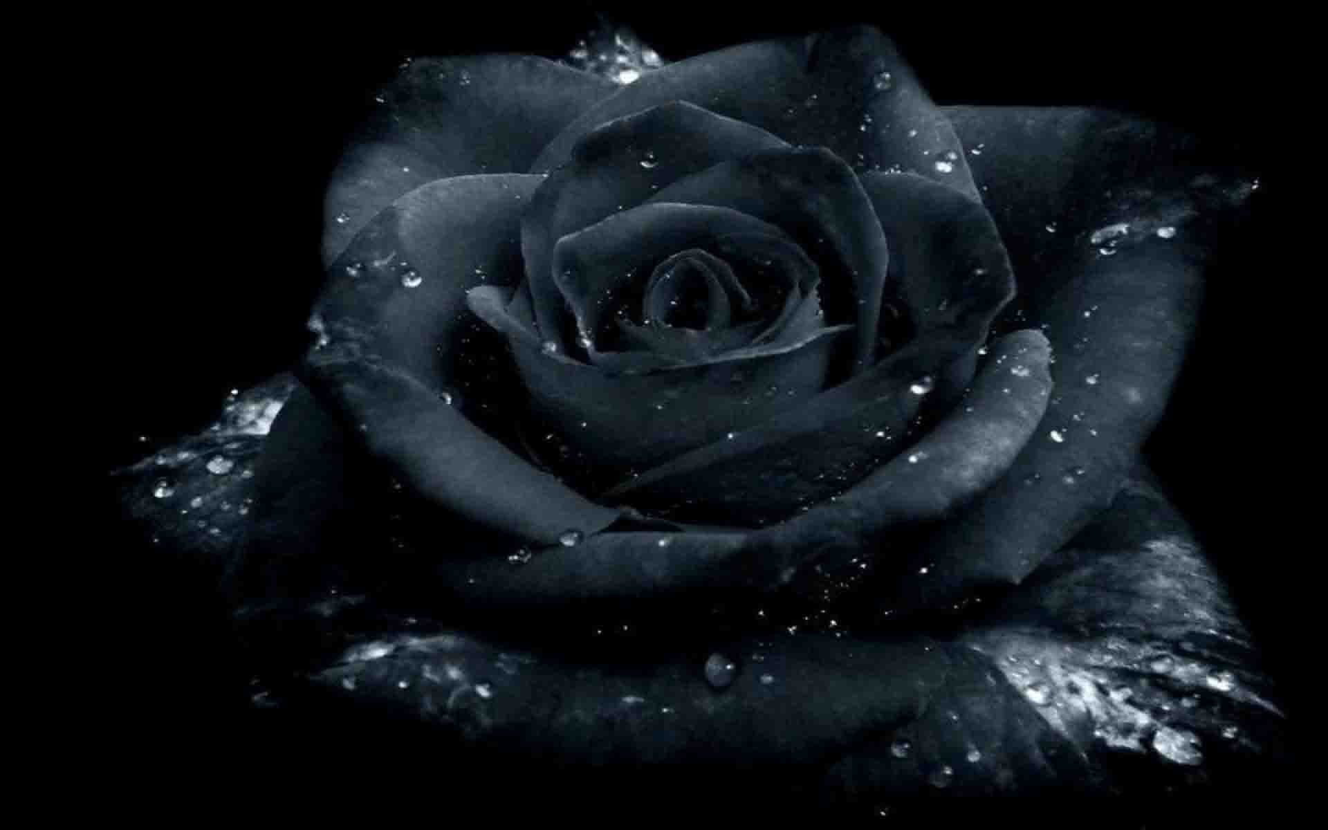 Hoa hồng xanh tuyệt đẹp mang nhiều ý nghĩa