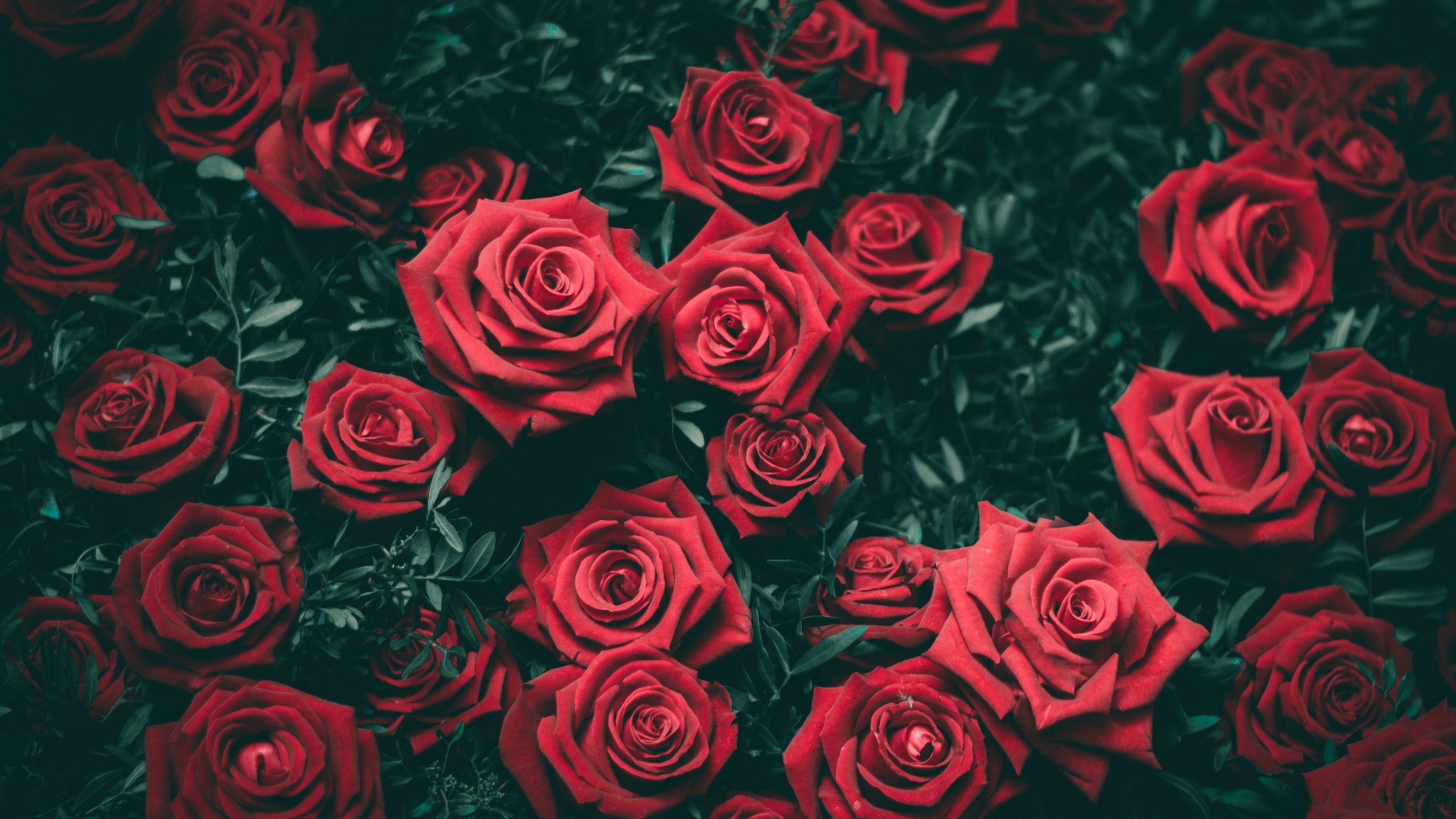 Bộ sưu tập hình Hoa hồng đỏ đẹp nhất thế giới