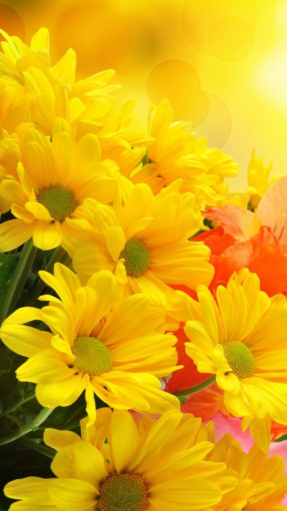 Các mẫu hình nền hoa vàng đẹp nhất sẽ được cập nhật chất lượng và độ sáng để mang đến cho bạn một trải nghiệm mượt mà và tuyệt vời hơn. Và đặc biệt là không chỉ đơn thuần là hoa vàng, bạn có thể tìm thấy các loại hoa khác nhau với màu và hình dáng độc đáo trên màn hình của mình.