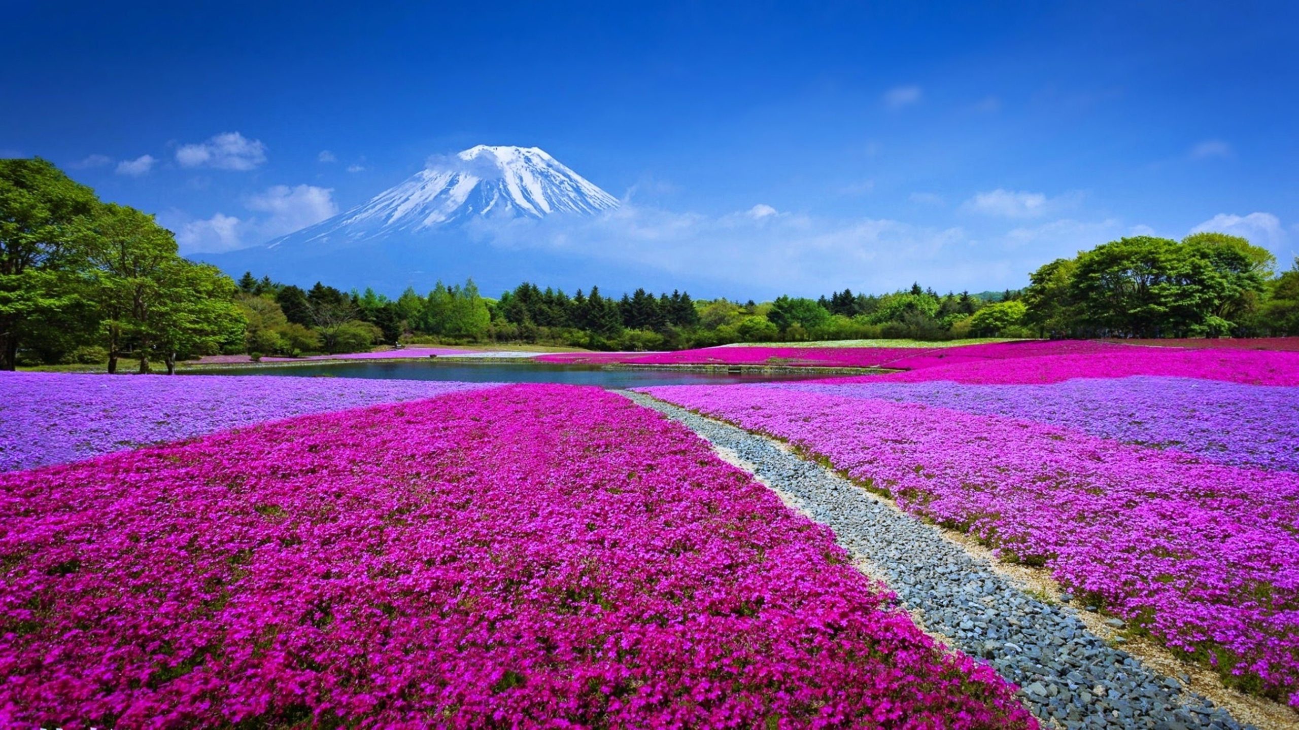 Hình nền núi Phú Sĩ chất lượng đẹp