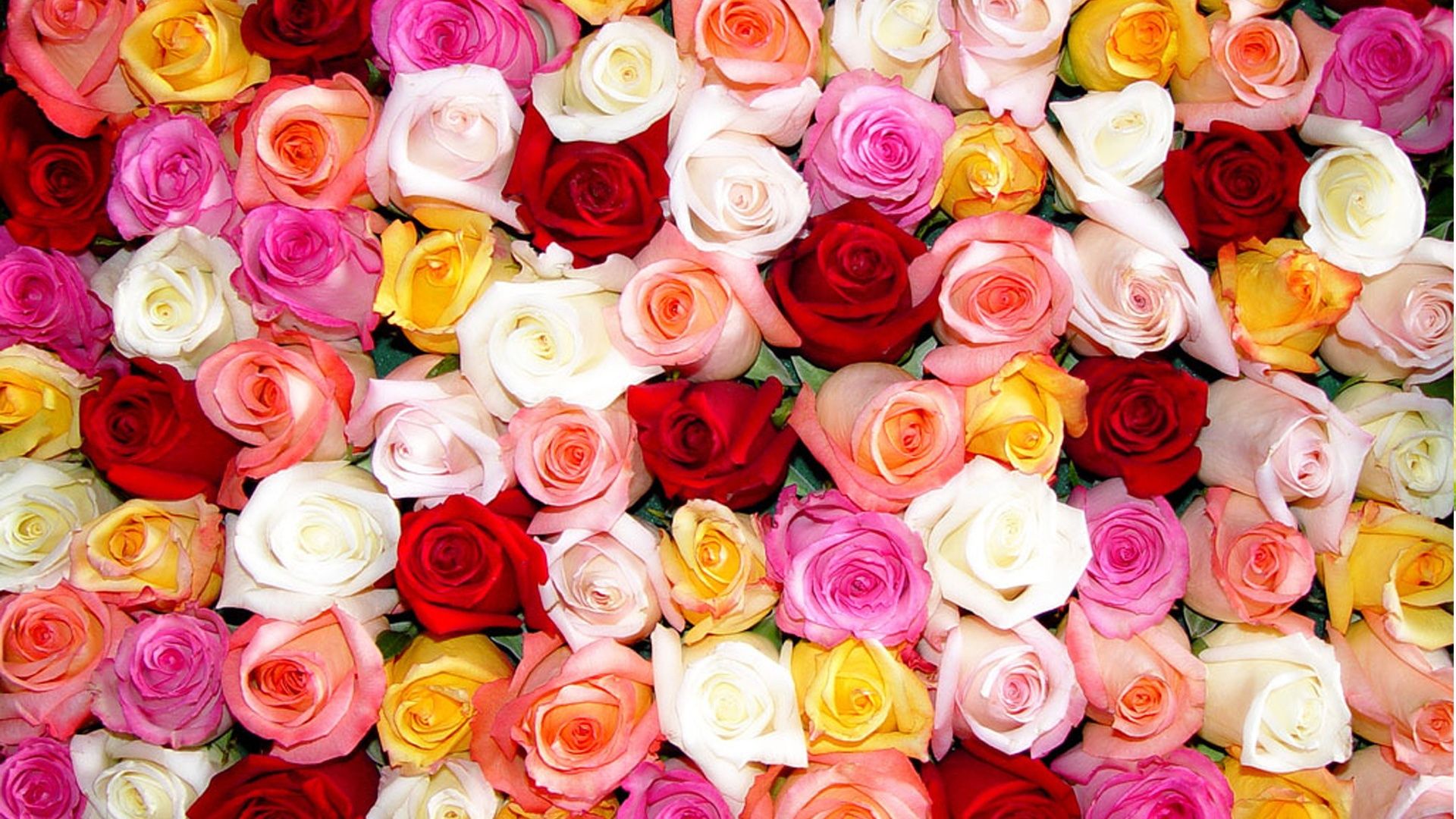 Hoa hồng đầy đủ sắc màu