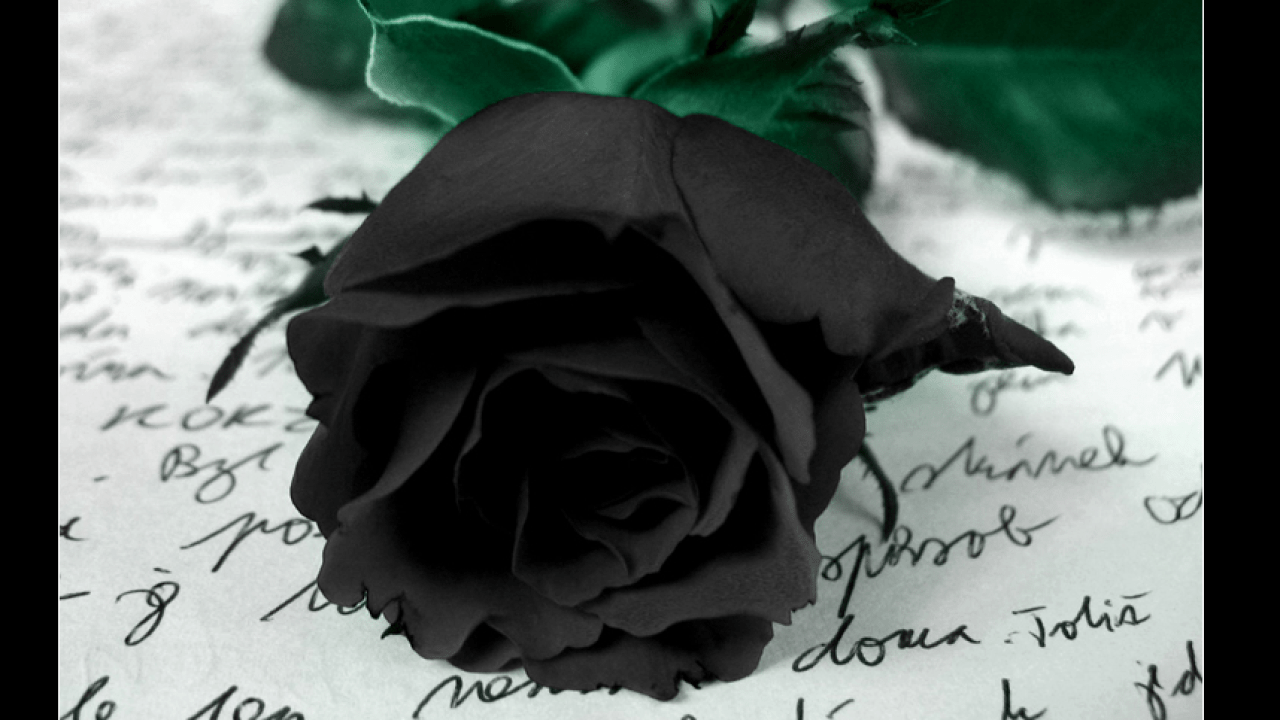 Hoa hồng đen giòn tuyệt đẹp