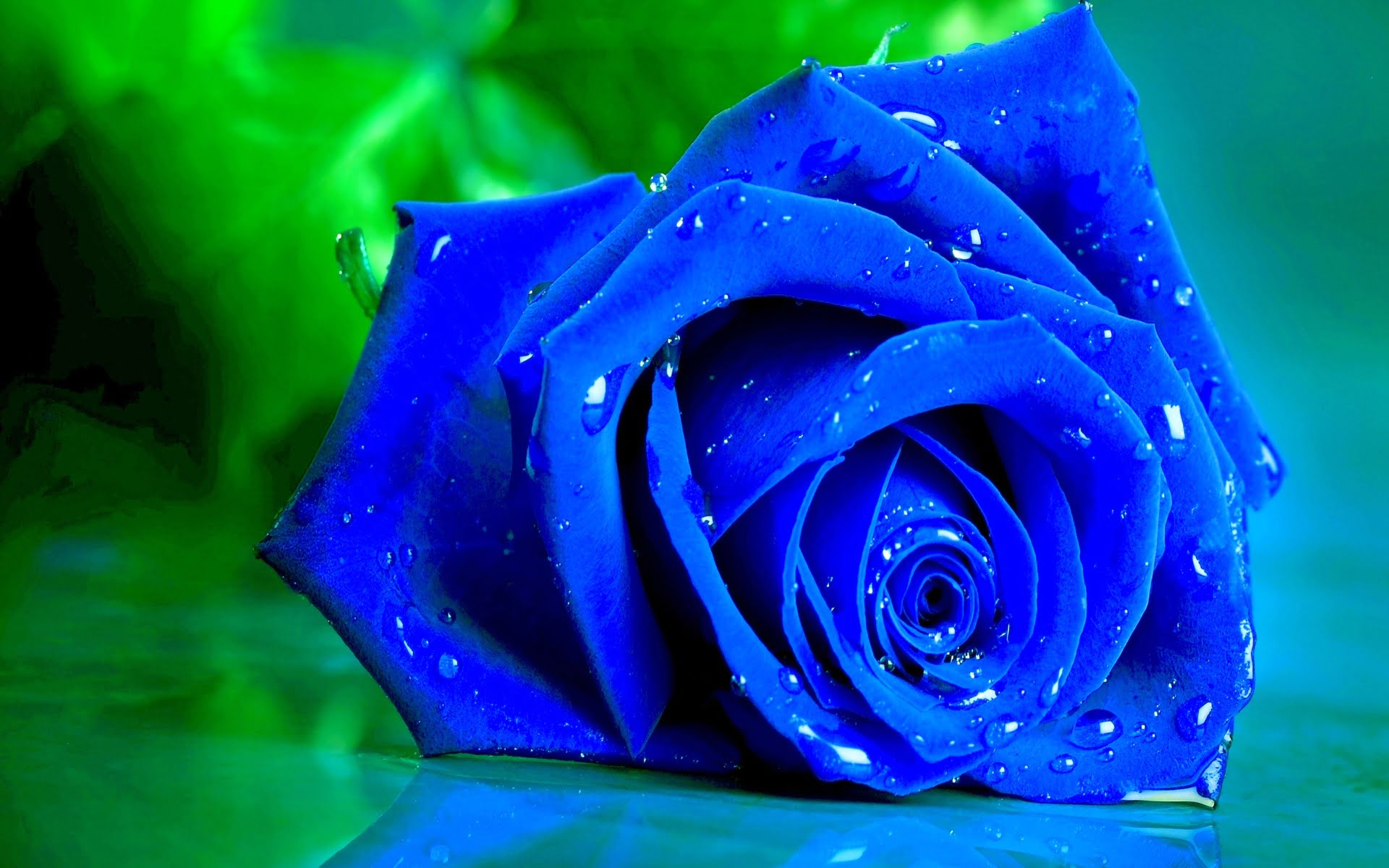 Hoa hồng xanh lơ tuyệt rất đẹp đem nhiều ý nghĩa