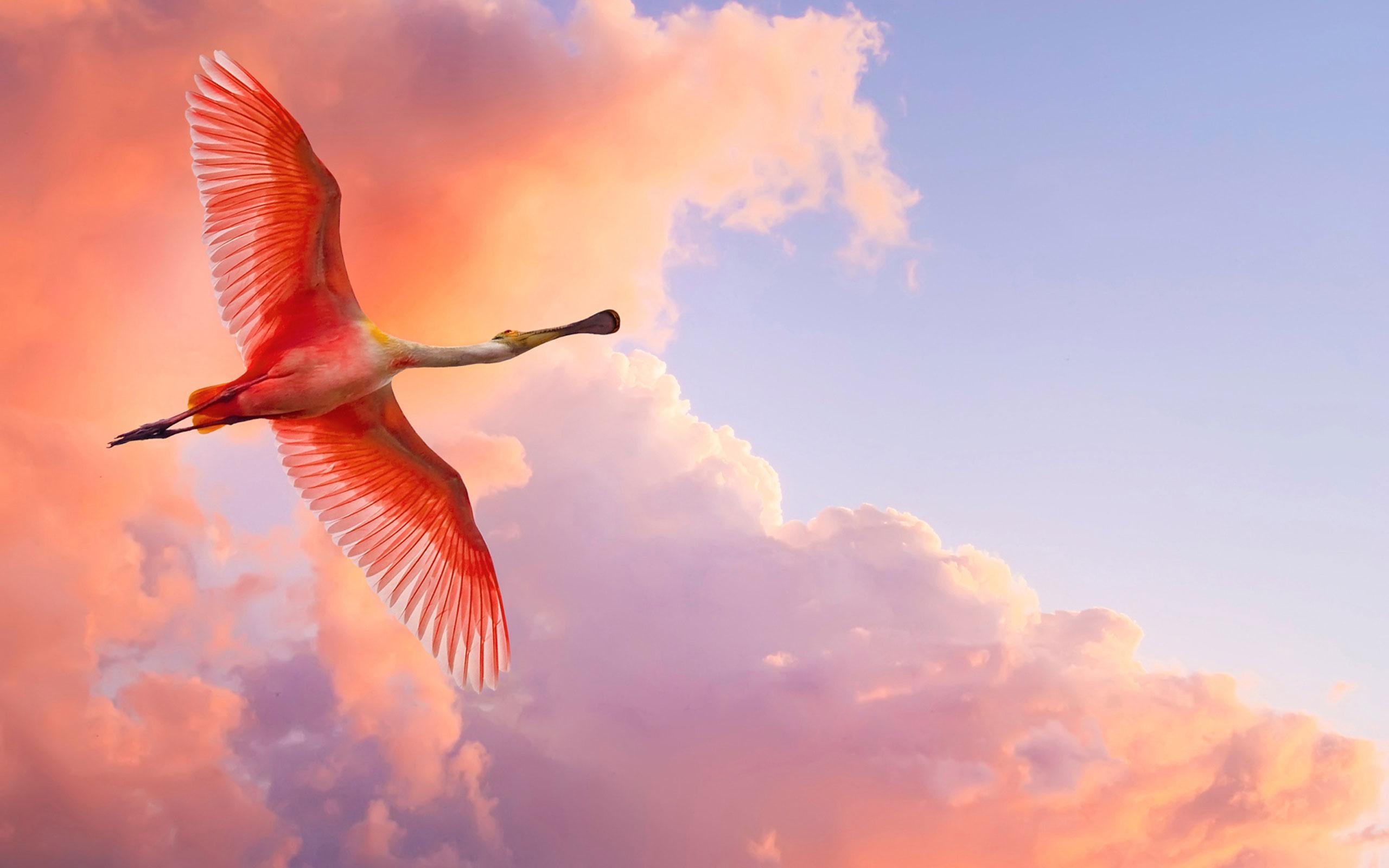 Hình chim hồng hạc bay