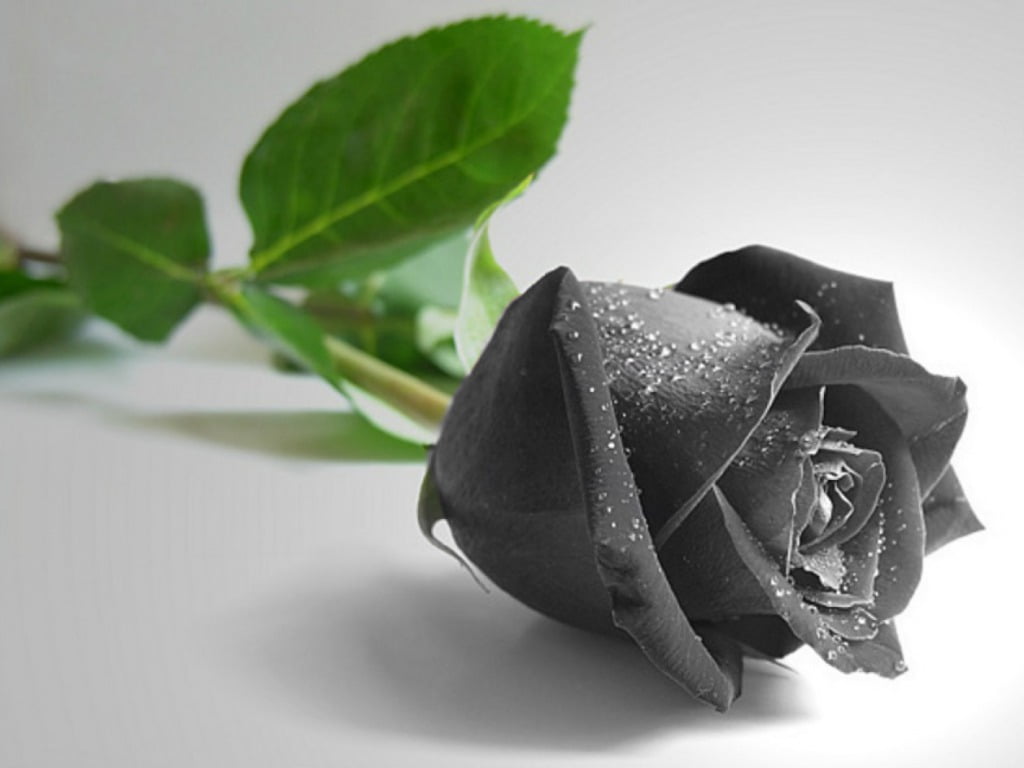 Hình nền bông hồng đen