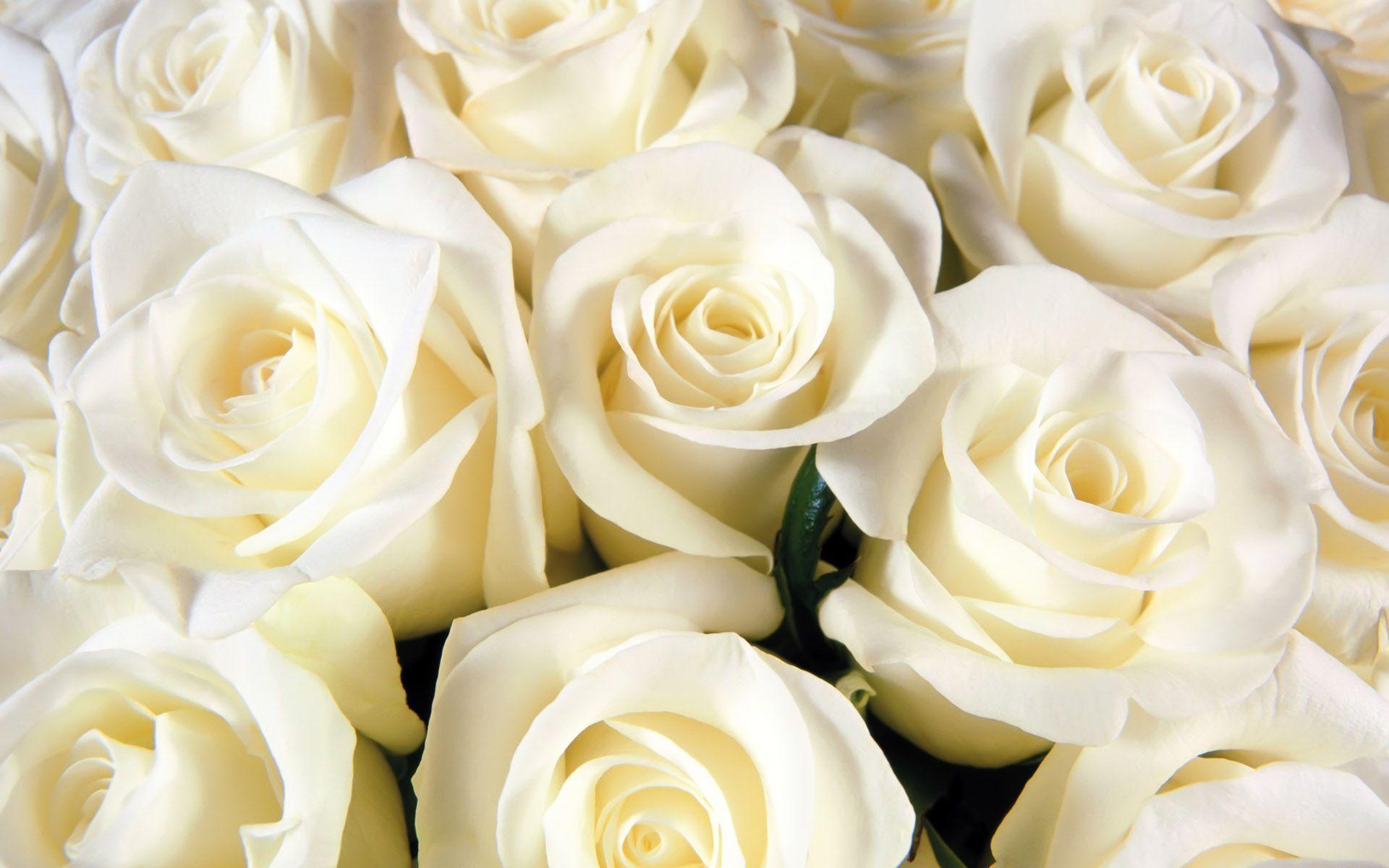 Hình nền hoa hồng trắng tinh khôi