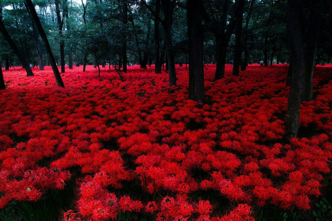 Hình ảnh khu rừng hoa bỉ ngạn