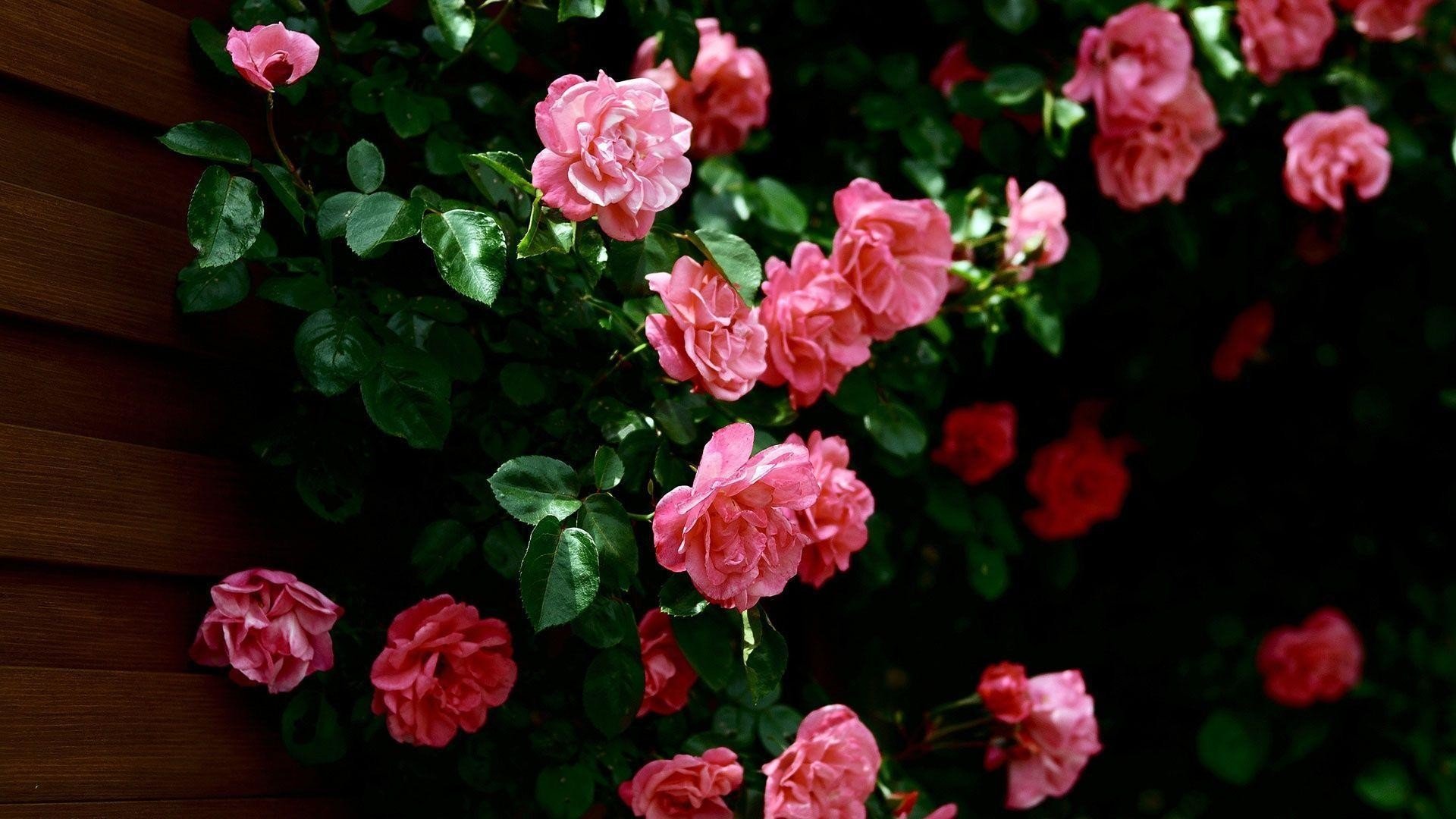Những bông hoa hồng khoe sắc