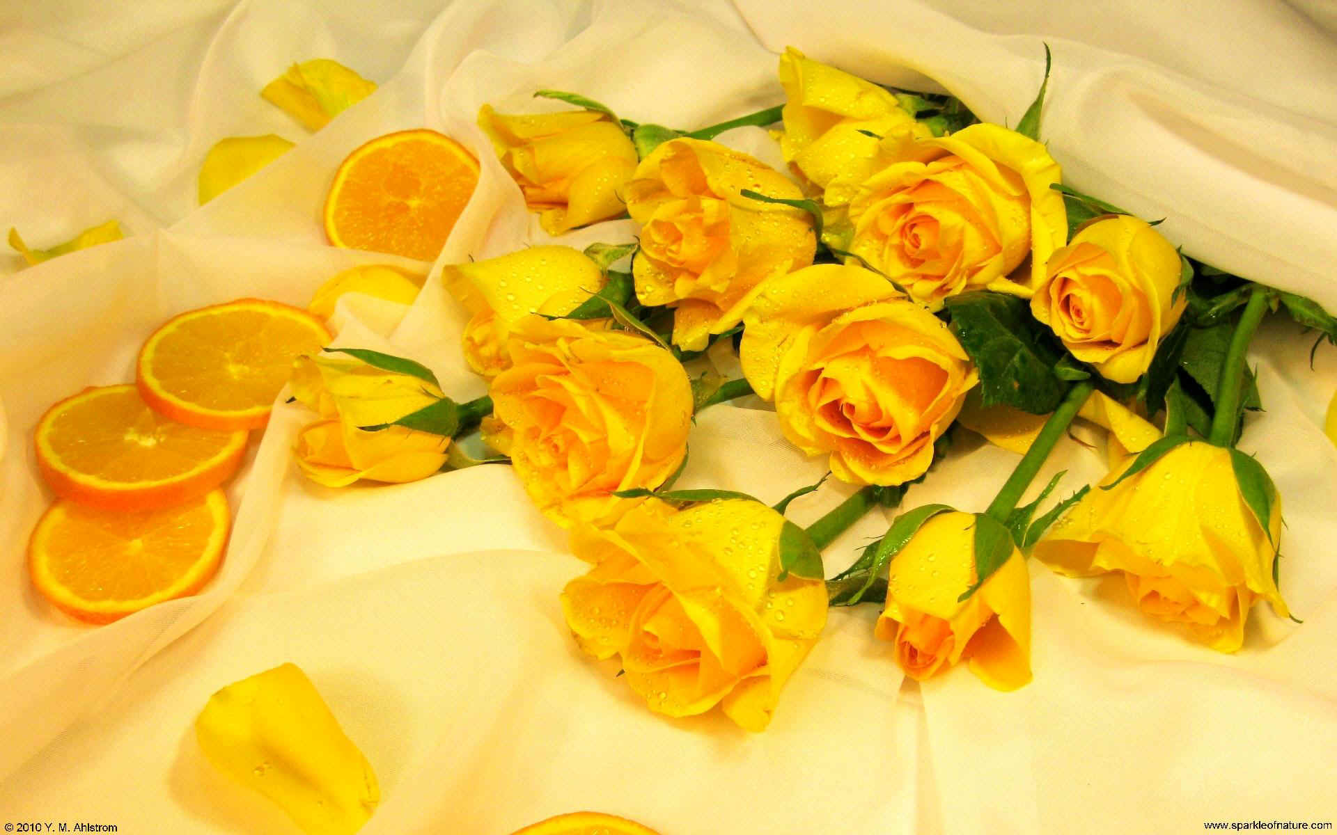 Những bông hoa hồng vàng tinh tế