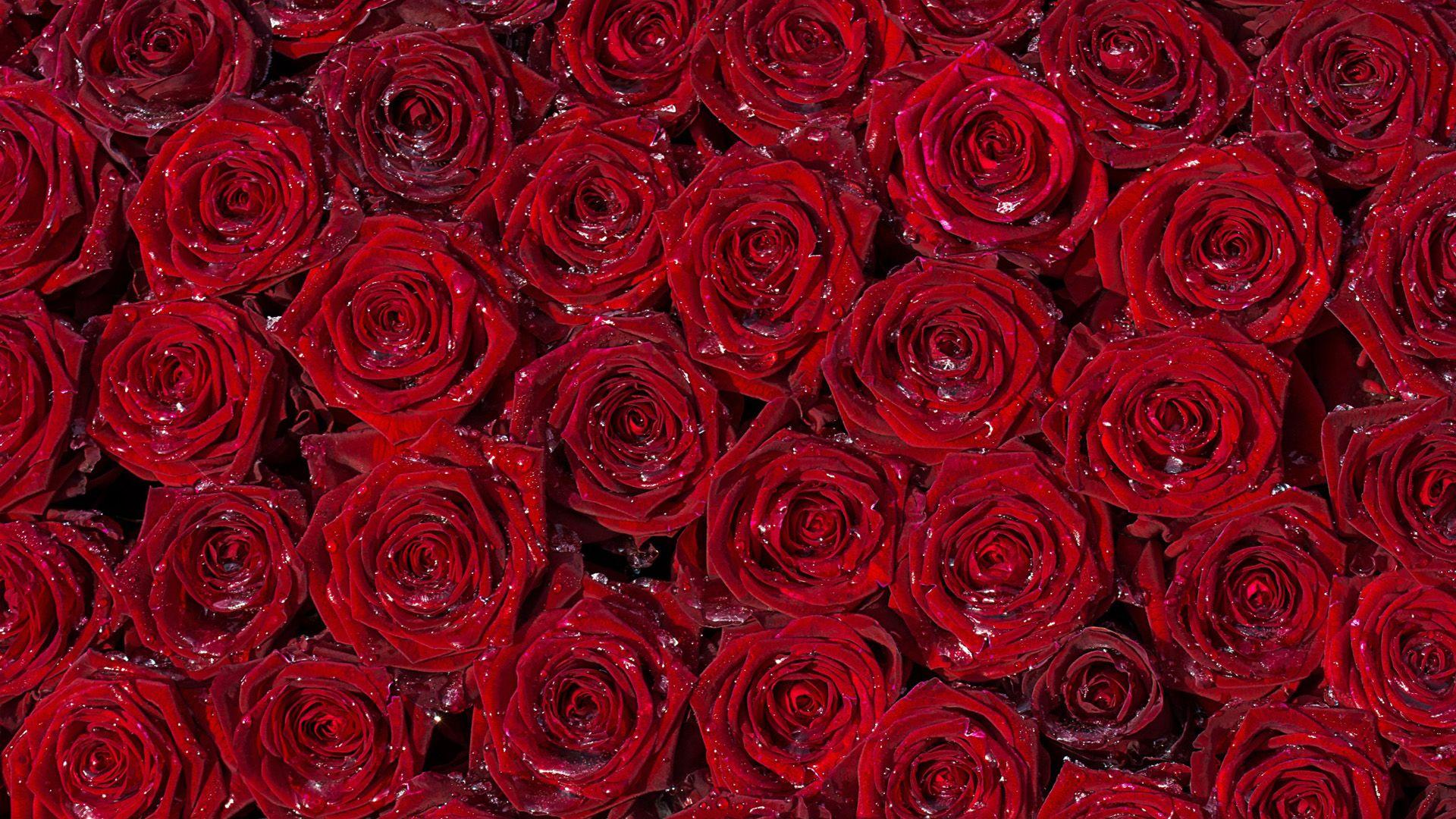 Những bông hoa hồng đỏ tươi