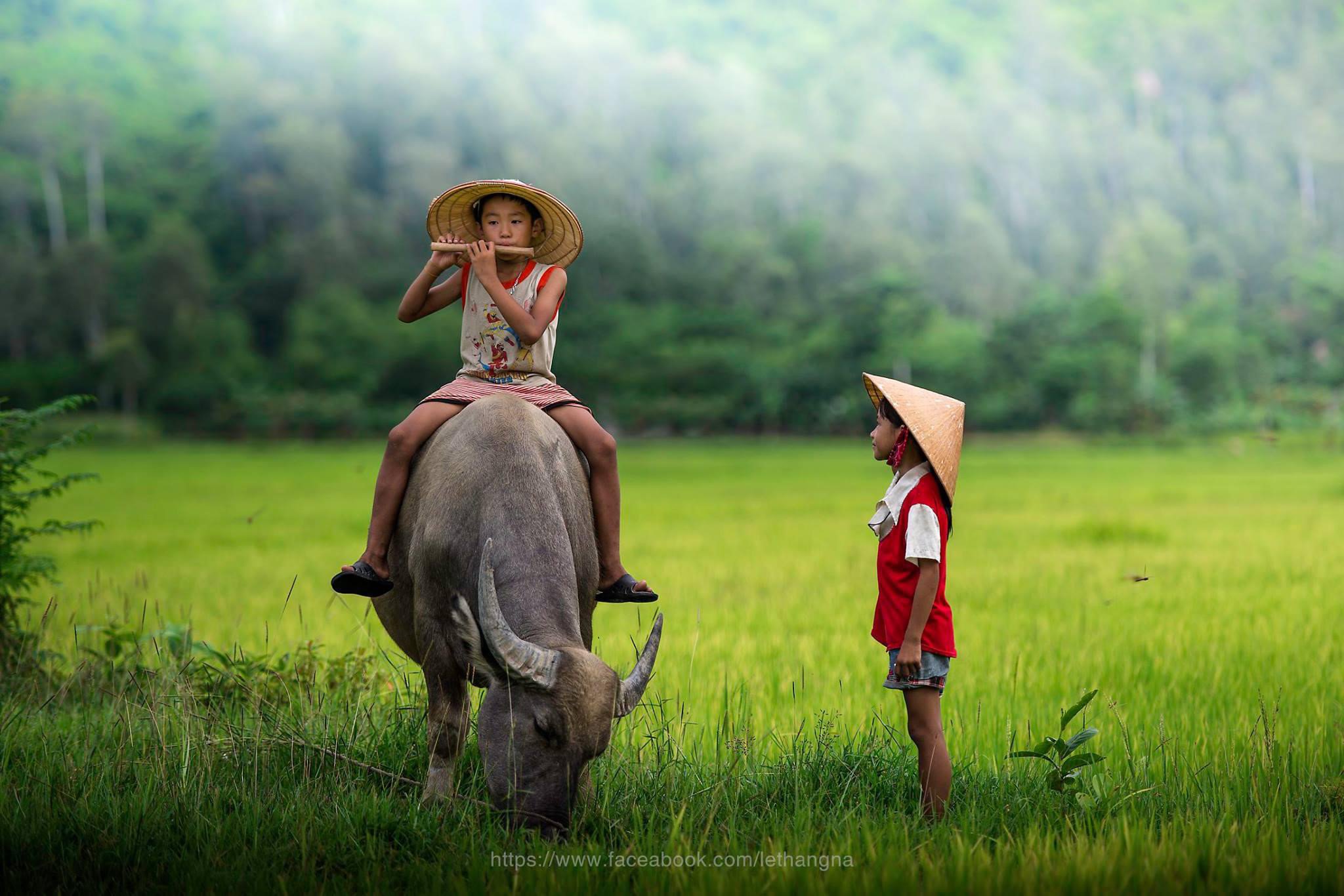 Phong cảnh nông thôn Việt Nam