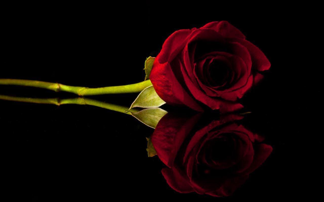 Hình nền hoa hồng đẹp nhất 200 mẫu full HD Free download