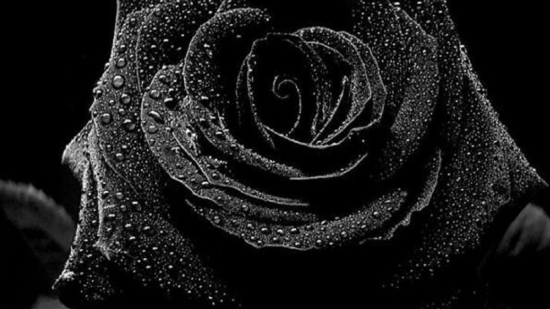 Vẻ rất đẹp của bông hồng đen giòn tràn yêu tinh mị