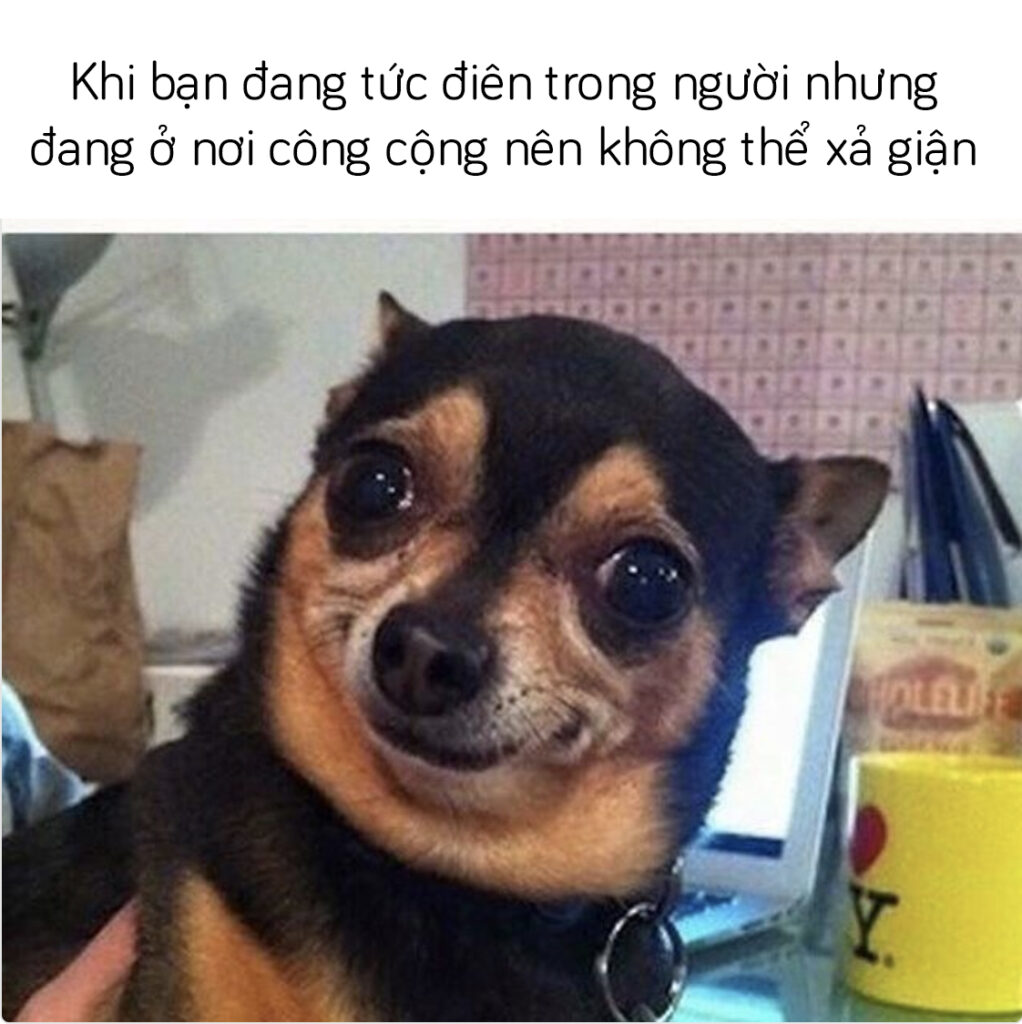 99 Ảnh Chế Chó Troll Chó Buồn Cười Cute Và Vui Nhộn Nhất