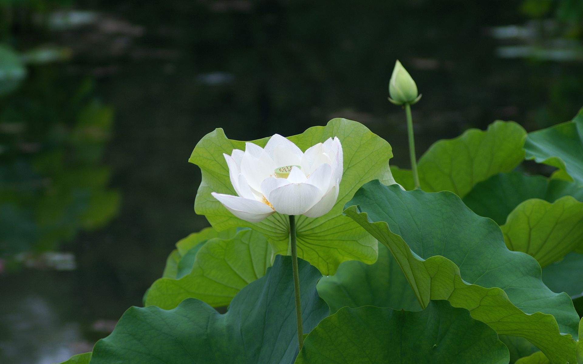 Bông hoa sen trắng tinh khiết thanh cao