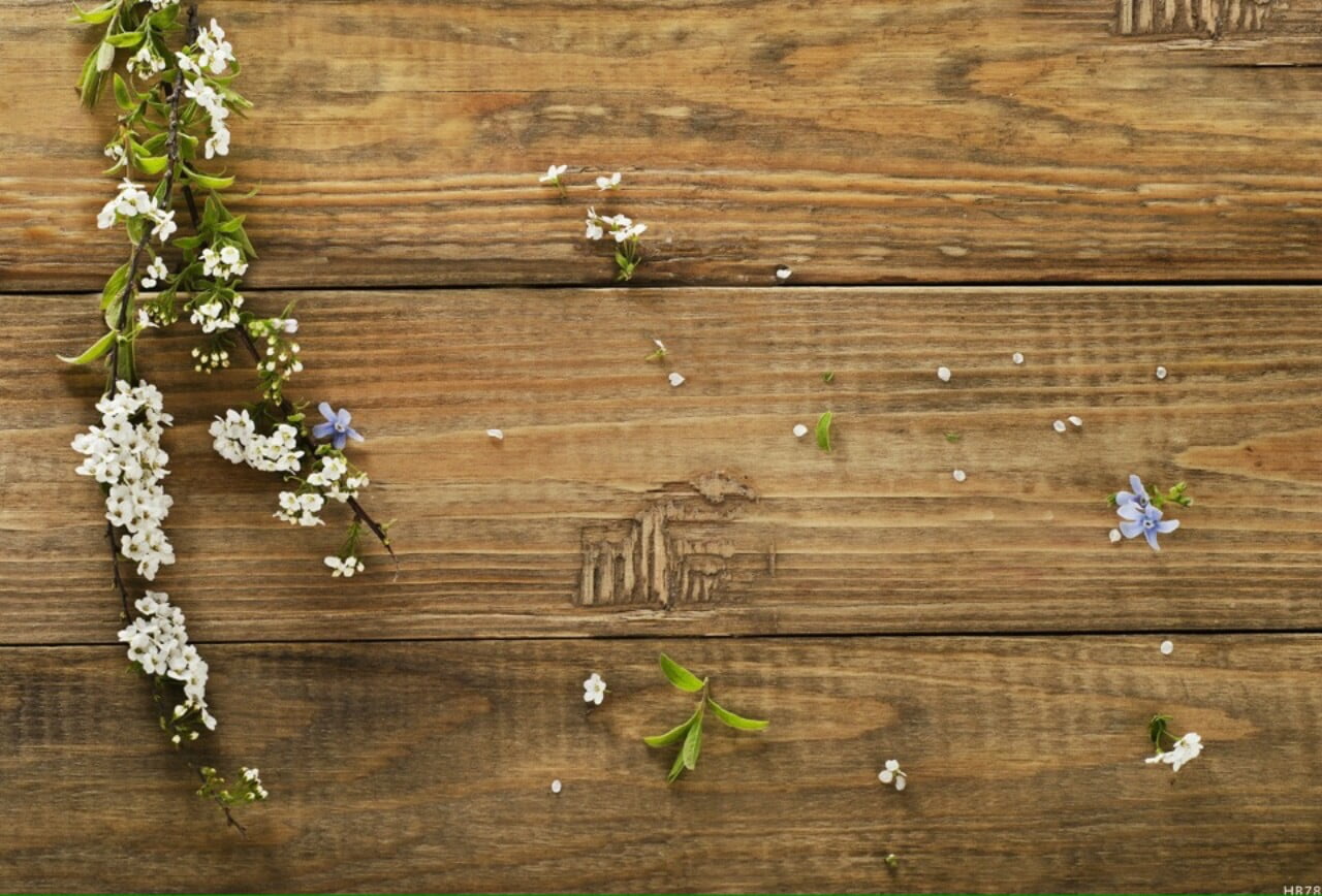 Background chụp ảnh