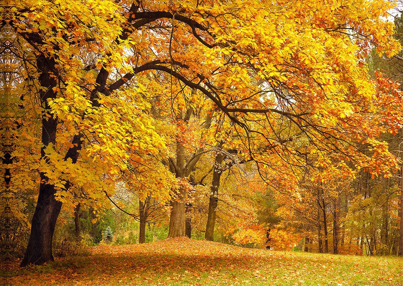 Bức tranh mùa thu lá vàng