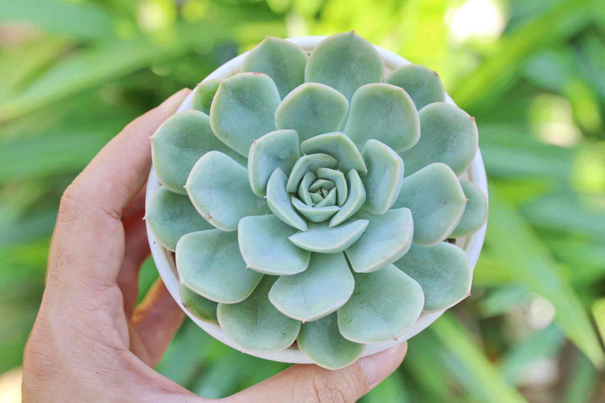 Chậu sen đá cực đẹp