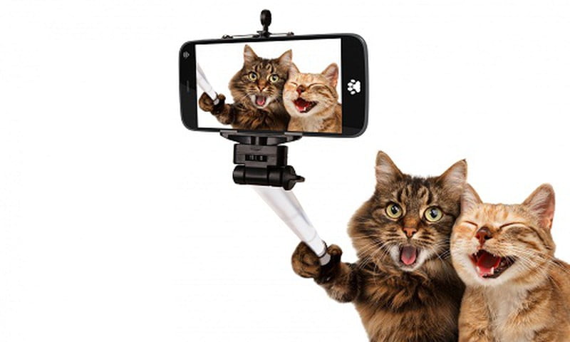 Hình chế mèo selfie tự sướng