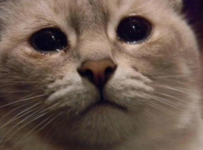 Hình mèo khóc siêu cưng