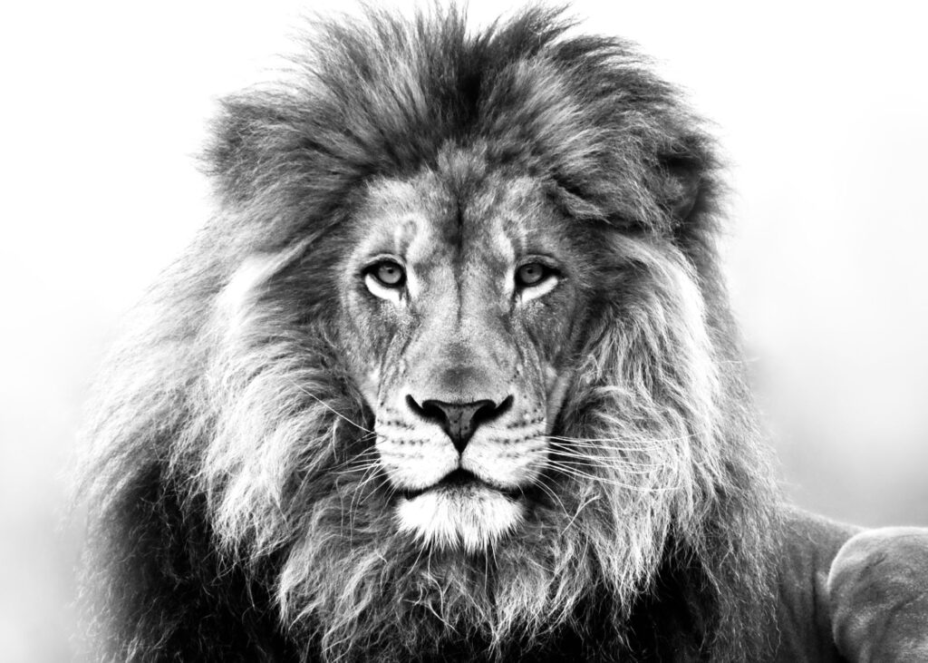 Hình vẽ sư tử đẹp