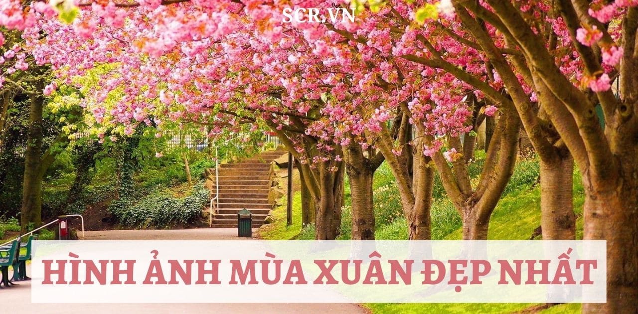 Hình Ảnh Mùa Xuân Đẹp Nhất ❤️ Top Thế Giới Và Việt Nam