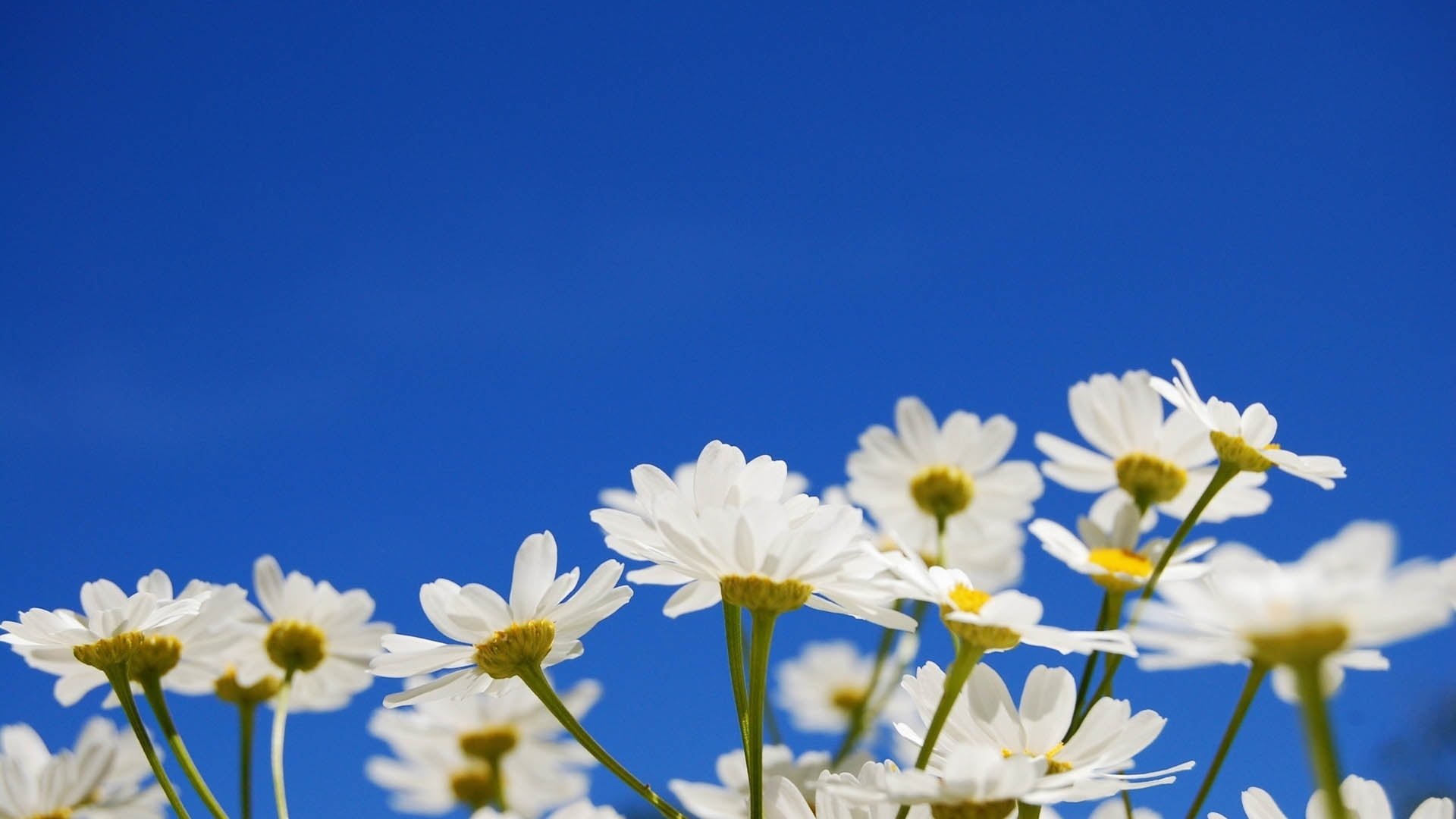 Hoa trắng trên nền trời màu xanh