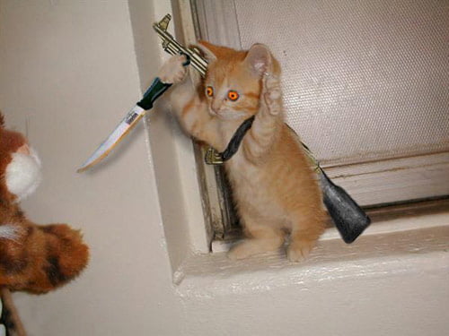 Hình chế mèo cầm dao