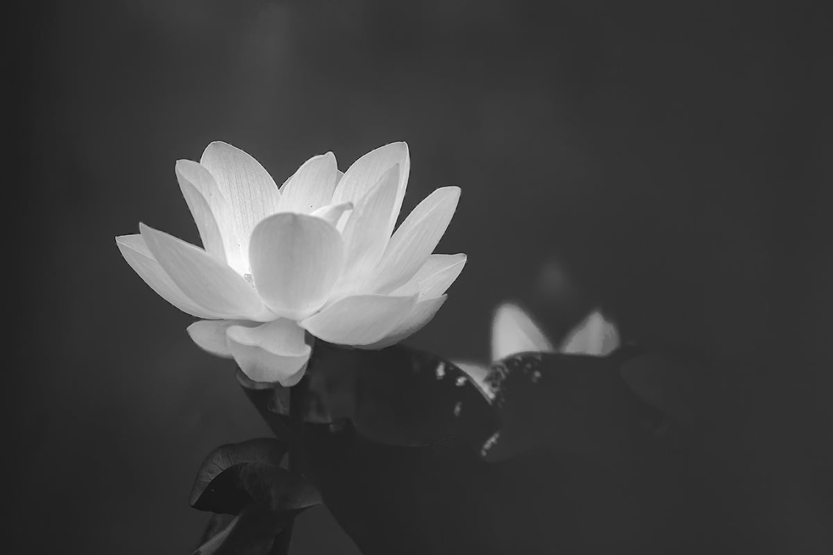 Hình hoa sen trắng đen