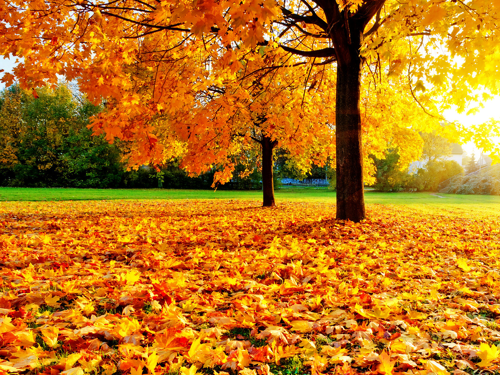Hình mùa thu lá vàng rơi