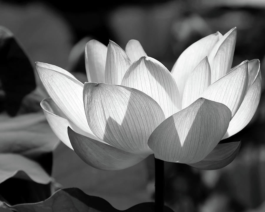 Lotus hình bông sen đen trắng