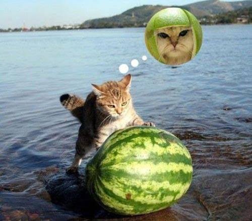 Mèo và quả dưa hấu bự
