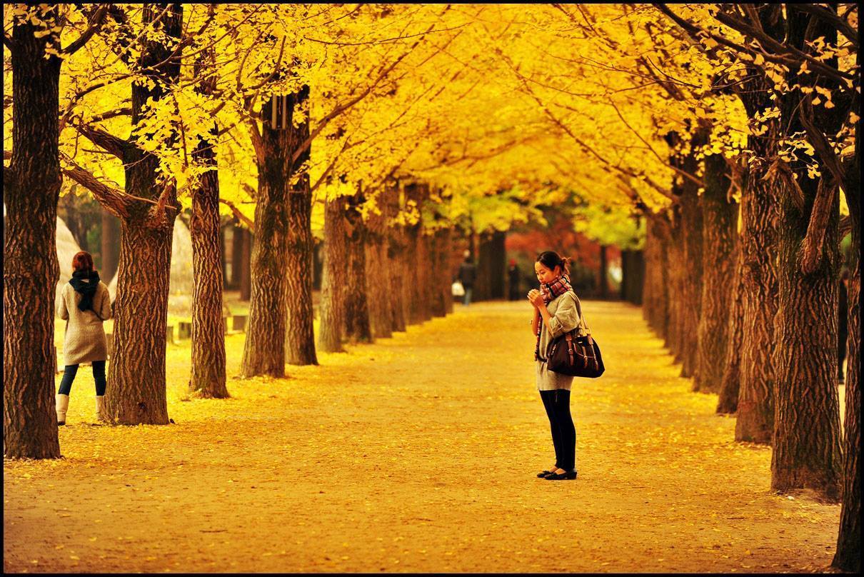 Mùa thu lá vàng rơi đầy