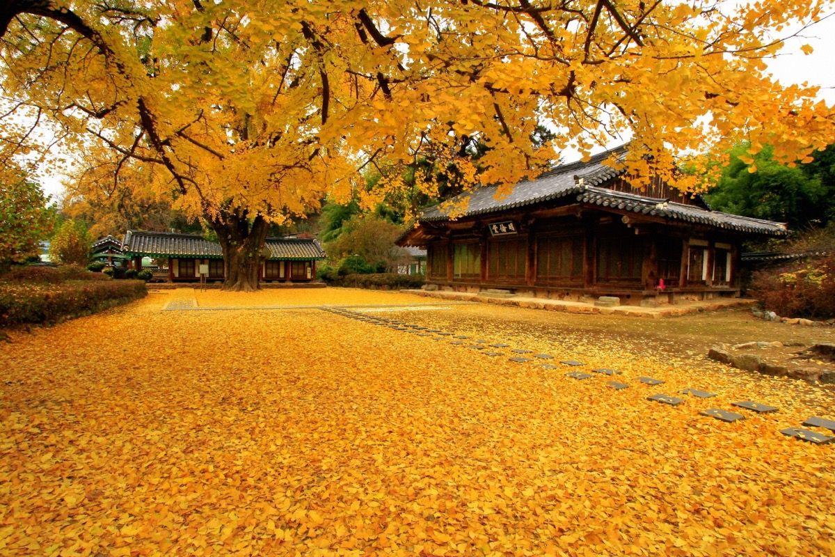 Mùa thu lá vàng rụng rơi